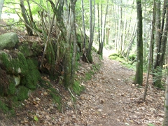 Muret de pierre forestier longeant le chemin